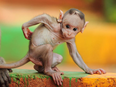 baby-macaque-india-56390-600x450-jpg-134