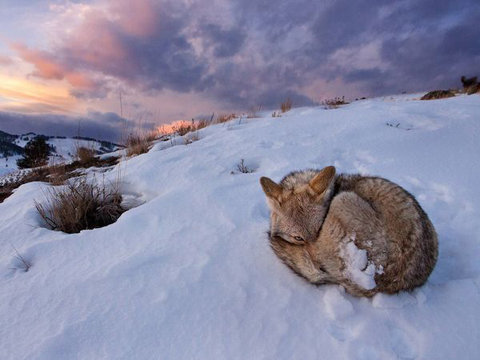 coyote-yellowstone-56393-600x450-jpg-134