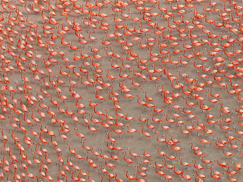 flamingo-flock-nigge-56443-600x450-jpg-1