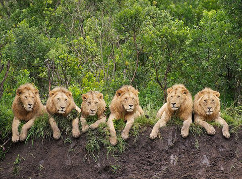 resting-lions-tanzania-56400-600x450-jpg