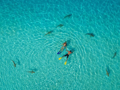 snorkelers-sharks-polynesia-55585-600x45