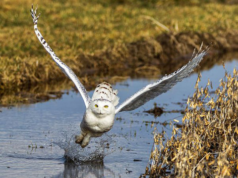 snowy-owl-flight-55586-600x450-jpg-13449