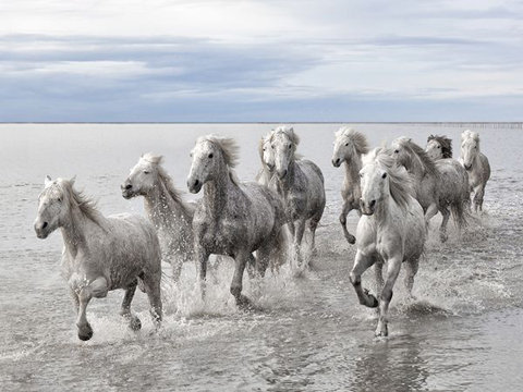wild-horses-camargue-56403-600x450-jpg-1