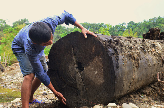 Hai-nguoi-nong-dan-di-bat-oc-vo-tinh-dao-duoc-cay-go-quy-hiem-hang-dau-viet-nam-dai-15m-co-tuoi-doi-khoang-100-nam-5