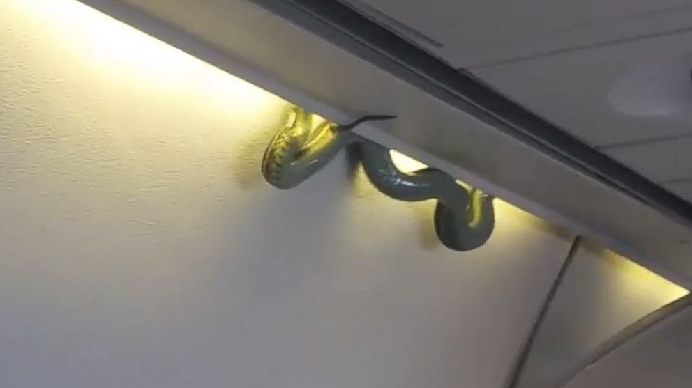 Vietjet phân trần vụ rắn xuất hiện trên máy bay của hãng