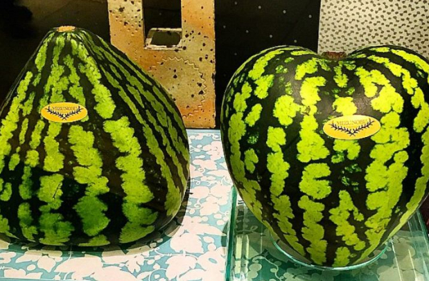 dưa hấu ngh&igrave;n đ&ocirc;