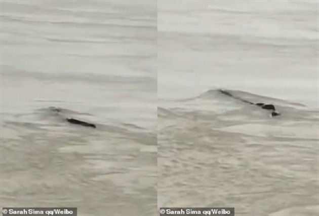 Si&ecirc;u Đập Tam Hiệp xuất hiện lo&agrave;i sinh vật kỳ b&iacute;, nghi l&agrave; trăn khổng lồ Anaconda