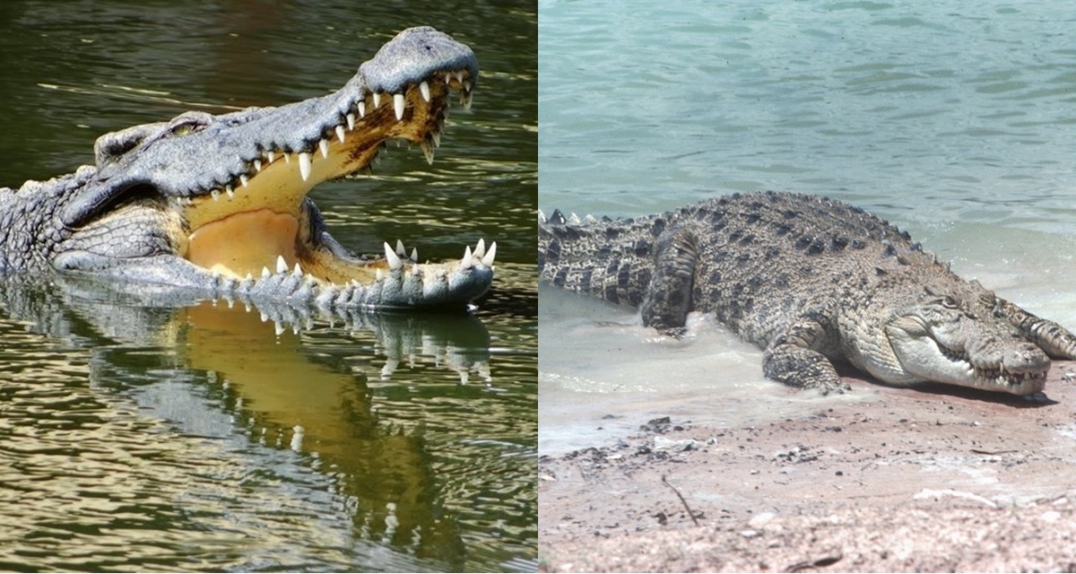 LOLONG LÀ CÁ THỂ CÁ SẤU NƯỚC MẶN LỚN NHẤT TỪNG ĐƯỢC GHI NHẬN TRÊN THẾ GIỚI