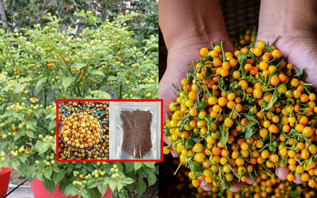 Loại gia vị đắt đỏ thuộc hàng bậc nhất thế giới được trồng nhiều ở Việt ...
