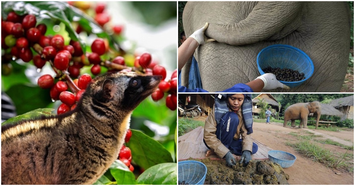 Cà phê được ‘phù phép’ bằng phân động vật: Việt Nam có loại giá 70 triệu đồng/kg, hương vị đặc trưng ‘có một không hai’