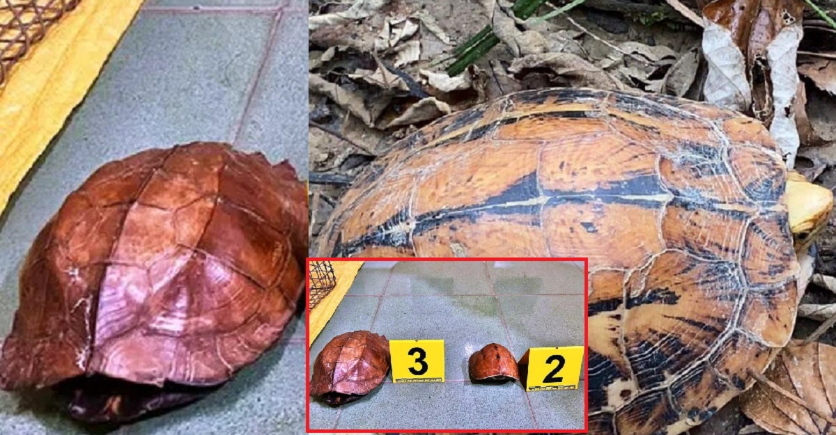 Việt Nam giải cứu thành công con rùa thuộc loại siêu hiếm có nguy cơ ...