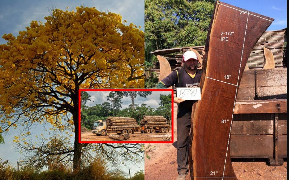 Loại gỗ quý hiếm hơn cả gỗ sưa, 96% nguồn cung từ Brazil, nguy cơ tận diệt vì bị \'mafia\' truy lùng ráo riết