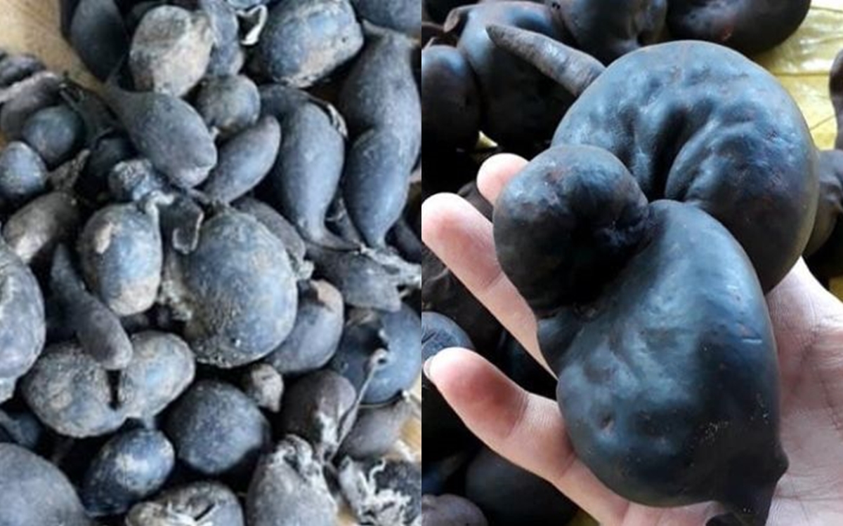 Việt Nam có loại nấm cực quý hiếm: Nhìn cứ tưởng hòn than đen sì, giá cao chót vót gần 700 triệu/kg