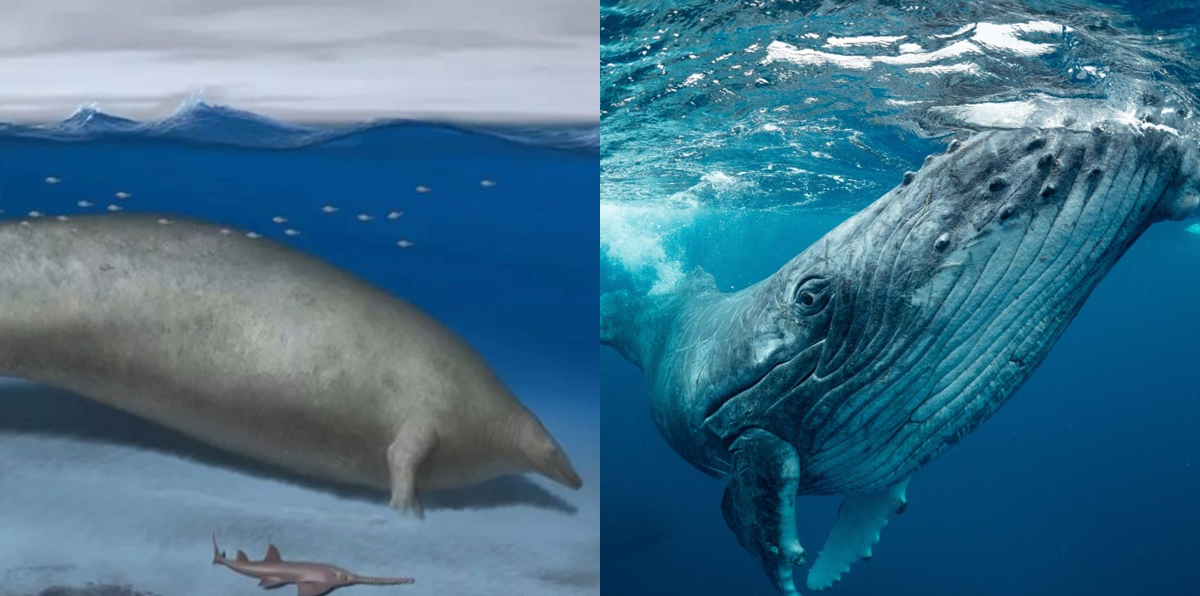 Loài động vật nặng nhất Trái Đất từng được phát hiện: Có thể lên tới 340 tấn và gấp đôi cá voi xanh