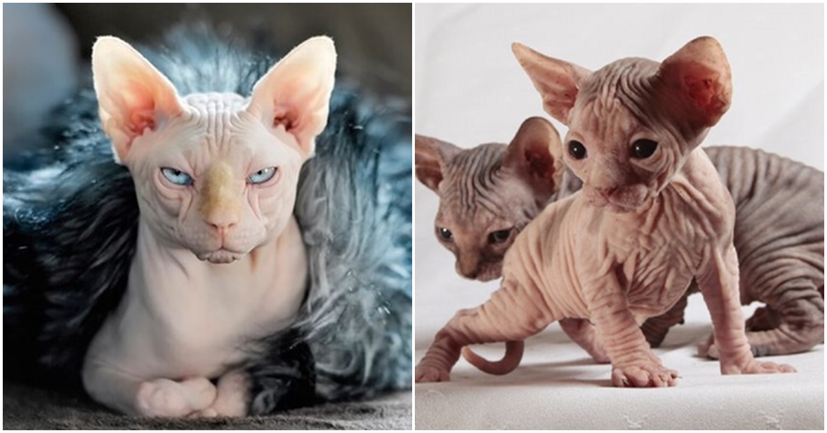 Loài mèo 'kinh dị nhất thế giới' nhưng lại có giá hàng trăm triệu đồng ...