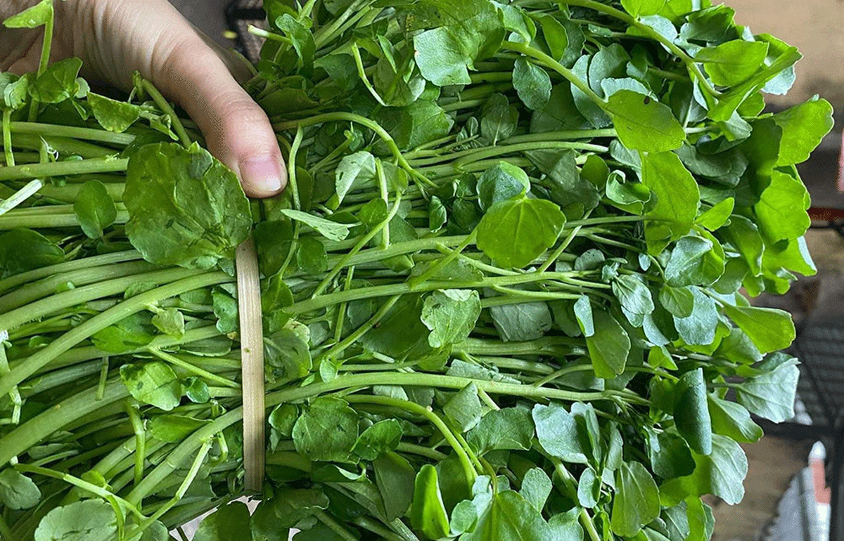Loại rau của Việt Nam được CDC Mỹ đánh giá ‘tốt nhất thế giới’: Giá rẻ ...