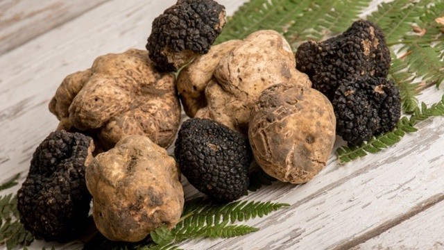 nam-truffle-la-gi-nam-truffle-co-tac-dung-gi-mua-o-dau-gia-bao-nhieu-202108311924347821-1699092012.jpg