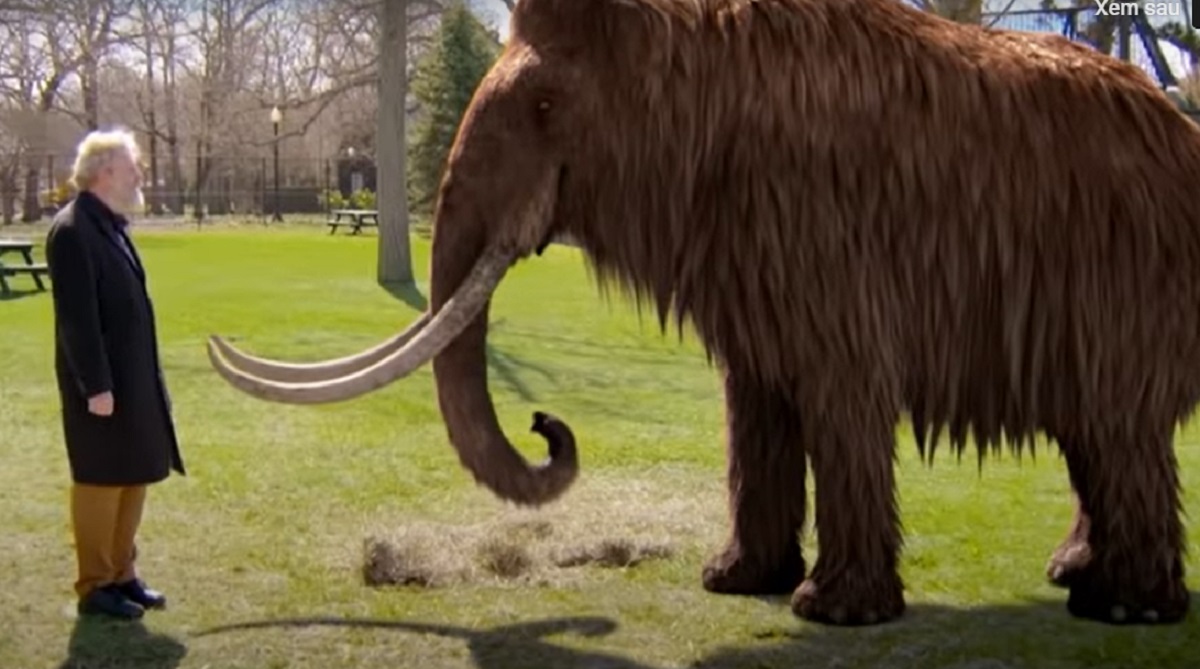 Giáo sư của Trường Y Harvard liệu có thể hồi sinh loài voi ma mút lông xoăn đã tuyệt chủng từ 10.000 năm trước?