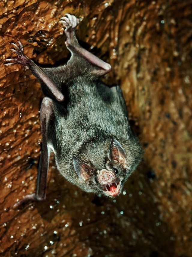 vampirebat-science-mfgaj9-1699957419.jpg