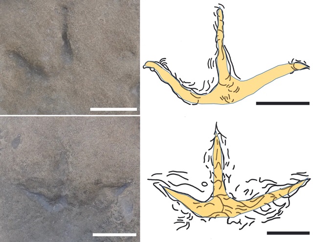 Dấu vết chim 120 triệu năm tuổi gần Nam Cực: Dấu vết lâu đời nhất từng được phát hiện ở Nam bán cầu