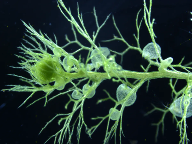 bladderwort-l-8229-1700222071-1700371977.png