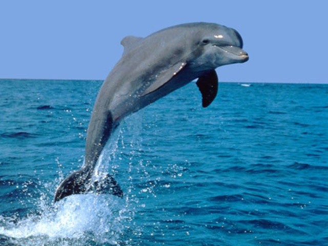dolphin-1700916880.jpg
