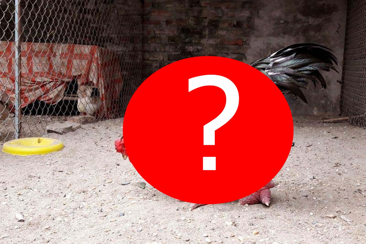 Loài gà của Việt Nam gây bão với truyền thông nước ngoài, có giá lên tới chục triệu một con