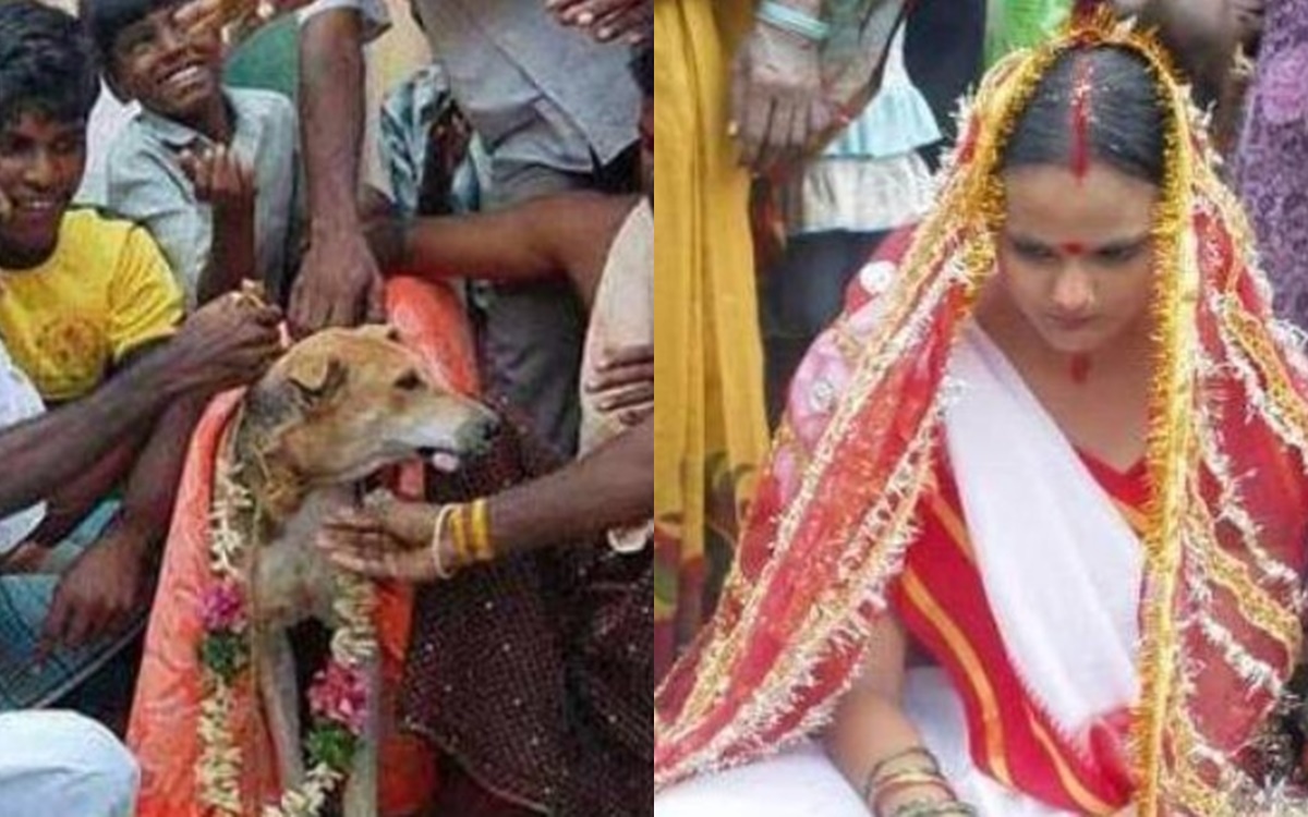 Độc lạ phong tục cưới động vật của người Ấn Độ: Con gái làm đám cưới với chó, đàn ông thì ‘lấy’ bò?