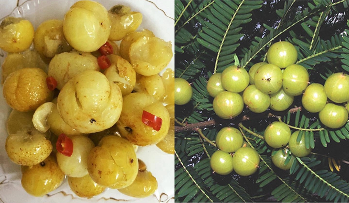 Núi rừng Tây Bắc Việt Nam có một loại quả được hội chị em ‘săn lùng’ vì hương vị độc lạ