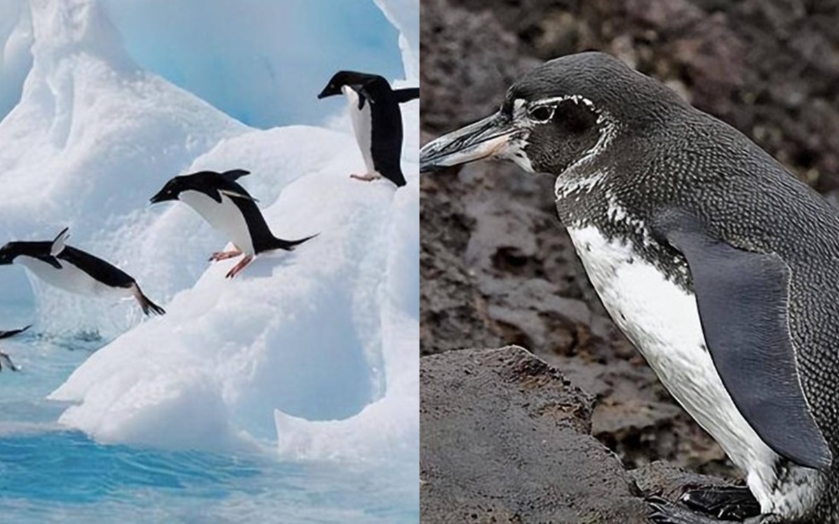 Tại sao không có chim cánh cụt ở Bắc Cực? Số phận hẩm hiu của 69 con chim cánh cụt từng bị thả đến Bắc Cực