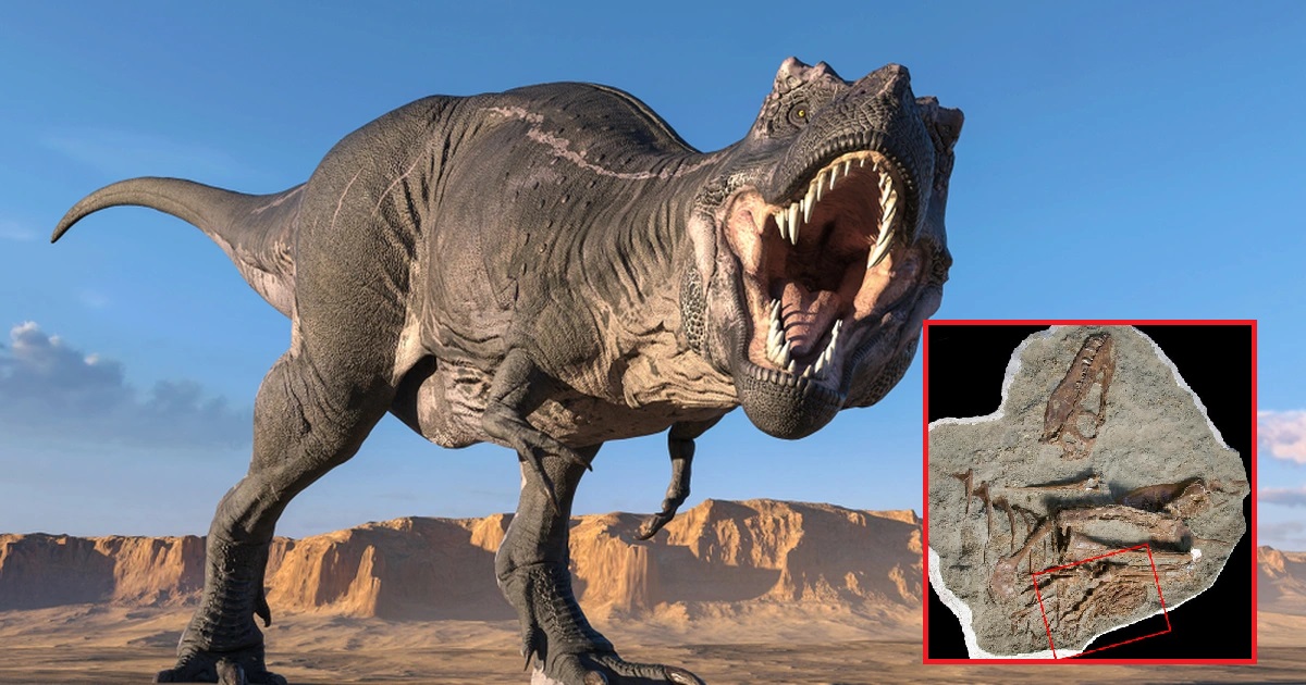 Phát hiện hóa thạch của khủng long bạo chúa, trong dạ dày vẫn còn sót lại bữa ăn cuối cùng