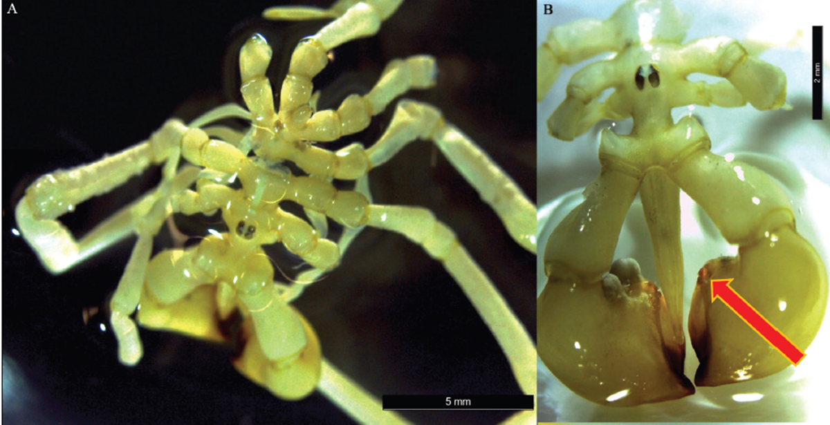 Khám phá loài nhện trông như \'bộ xương khô\', sống dưới đáy biển sâu 570 mét