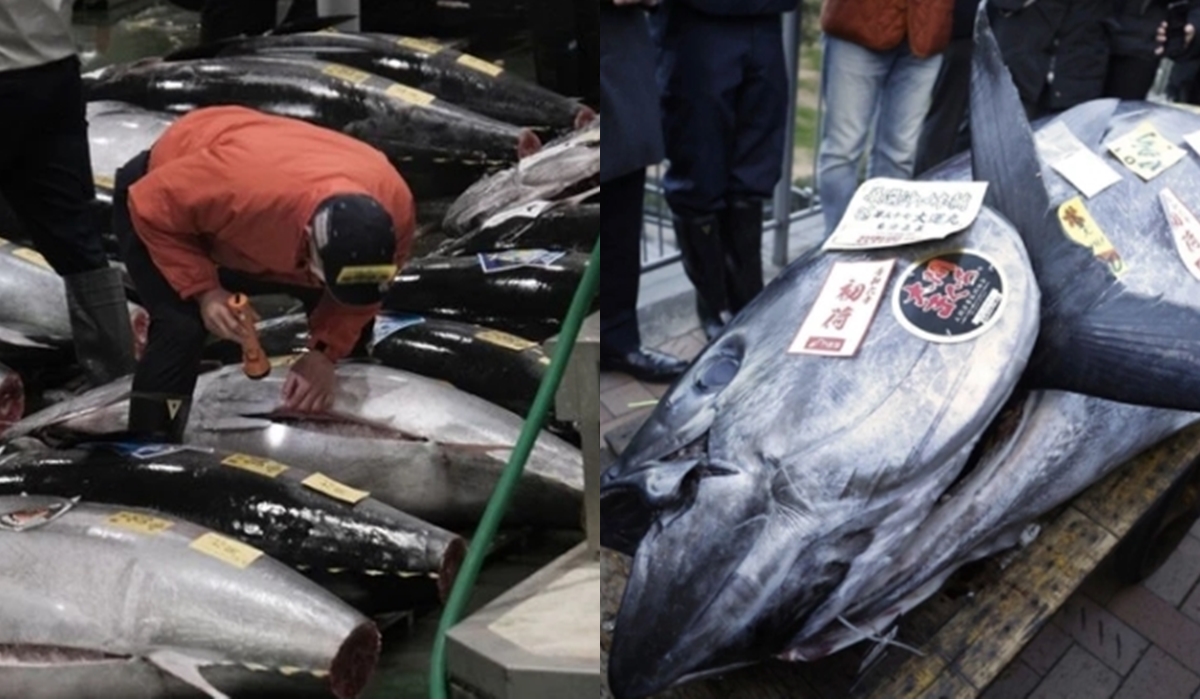 Cận cảnh con cá ngừ khổng lồ 238kg có giá bán hơn 19 tỷ đồng tại Nhật Bản