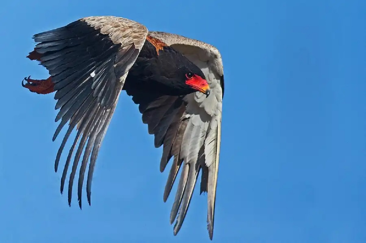 Nhiều loài chim săn mồi ở châu Phi suy giảm số lượng nghiêm trọng, đang đứng trước nguy cơ tuyệt chủng
