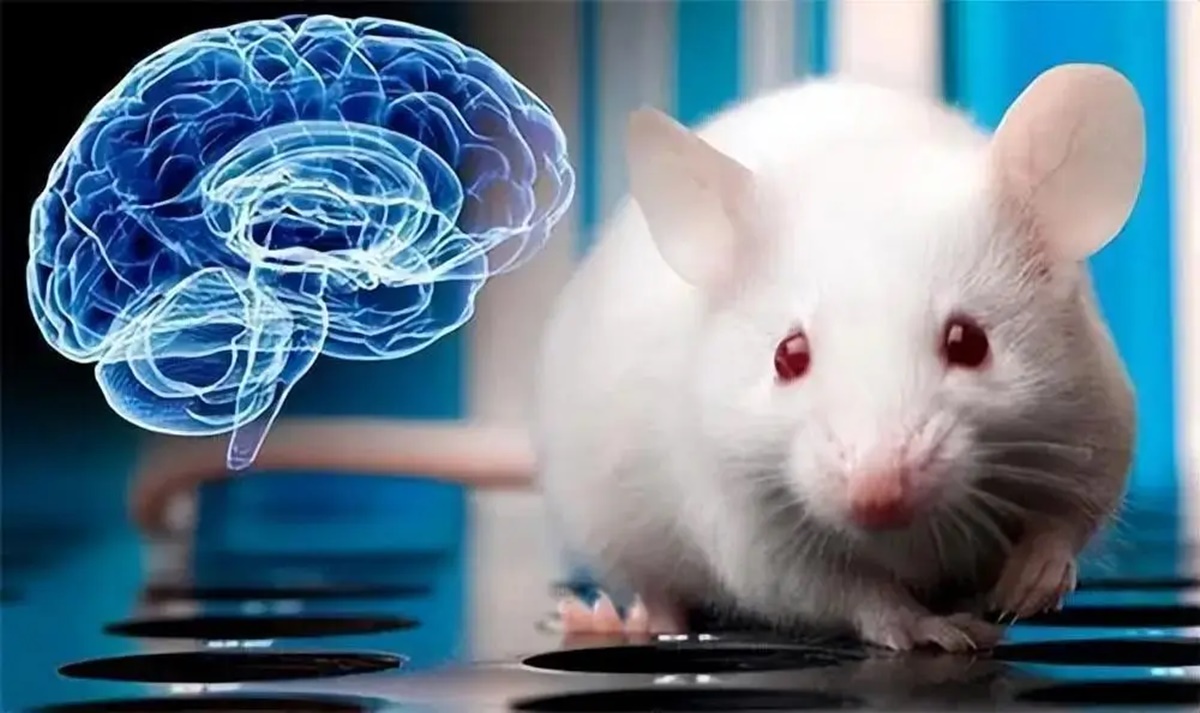 Điều gì sẽ xảy ra nếu sử dụng não chuột để phát triển mô não người?