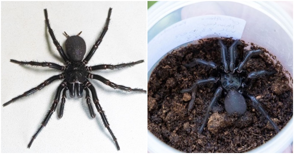 Phát hiện con nhện đực độc và lớn nhất thế giới có thể gây chết người trong tíc tắc