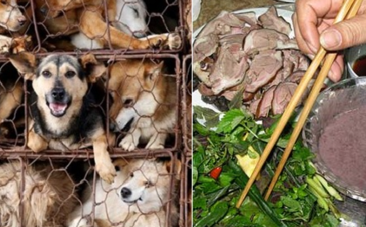 Hàn Quốc thông qua luật chấm dứt việc bán và giết mổ thịt chó vào năm 2027