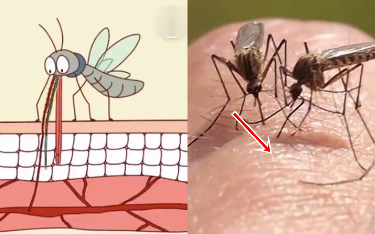 Bí ẩn cách muỗi biết chọn người để đốt, kiến ​​thức kinh hoàng được tiết lộ!