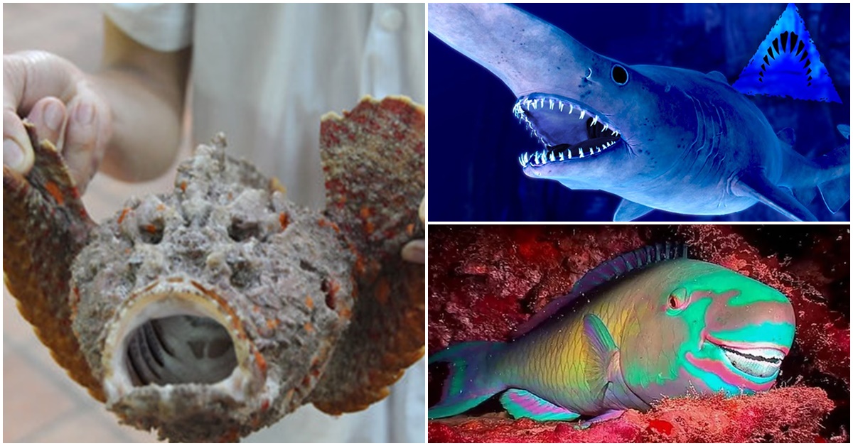 Những loài cá kì dị nhất hành tinh: Có loài bắn ra luồng điện chết chóc, có loài có hàng nghìn chiếc răng