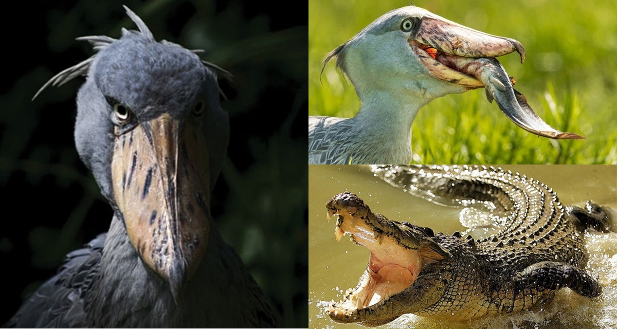 Bí mật về loài chim là hậu duệ khủng long, có sở thích săn cá sấu, sở hữu ngoại hình kỳ lạ