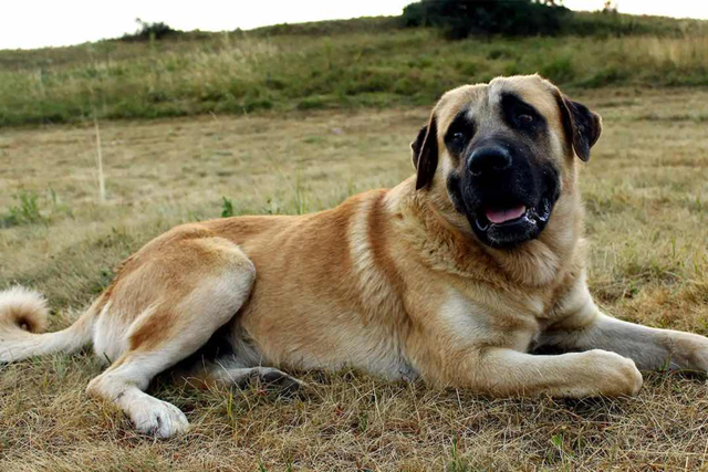 kangal-cho-6196-2253-1705045501.png