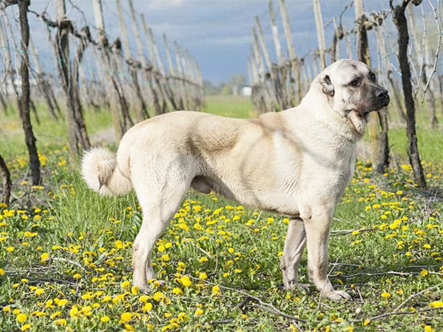 kangal-dog4-0-5884-954-1705045501.png