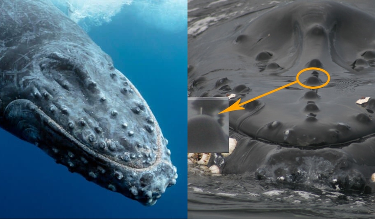 Có thể bạn chưa biết: Cá voi có lông hay không? Chúng sử dụng lông làm gì khi chỉ sống ở dưới nước?