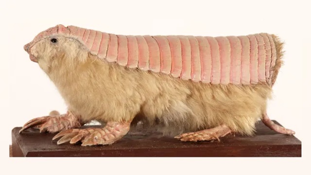 Loài động vật có làn da kép màu hồng kì lạ, chưa từng thấy ở 1 loài động vật nào trước đây
