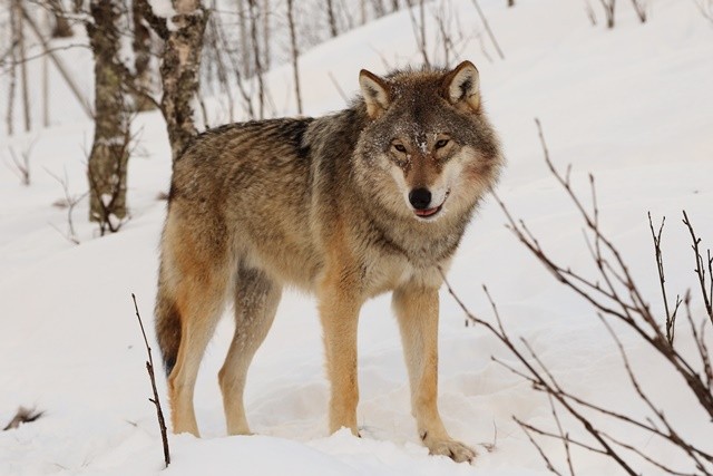 eurasian-wolf-1705481724.jpg