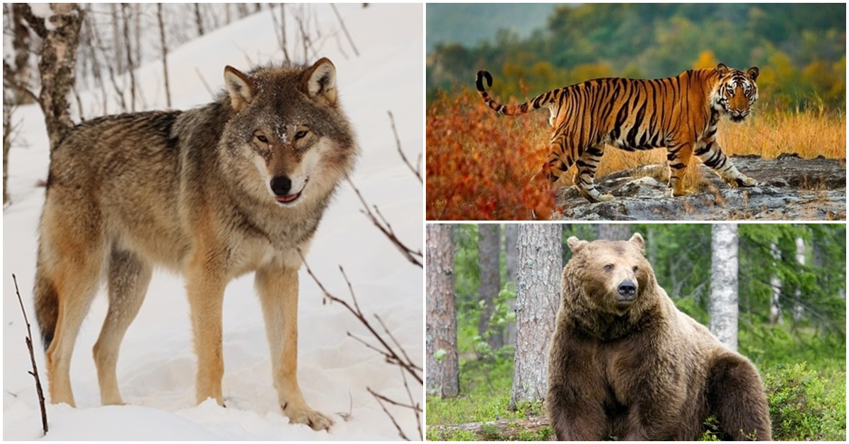 Hổ và gấu đều là loài hung dữ, tại sao sói sợ hổ mà lại không sợ gấu?