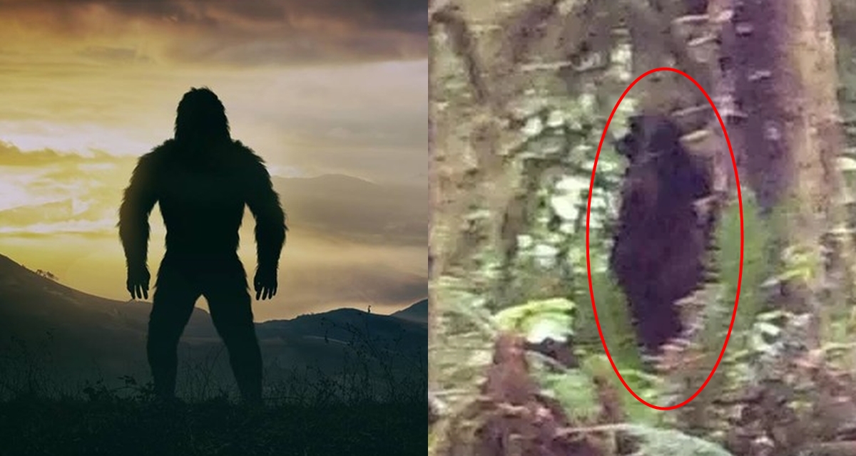 Rầm rộ ảnh chụp cận cảnh Bigfoot: Kích thước không tưởng, nhân chứng tiết lộ thêm chi tiết kỳ lạ