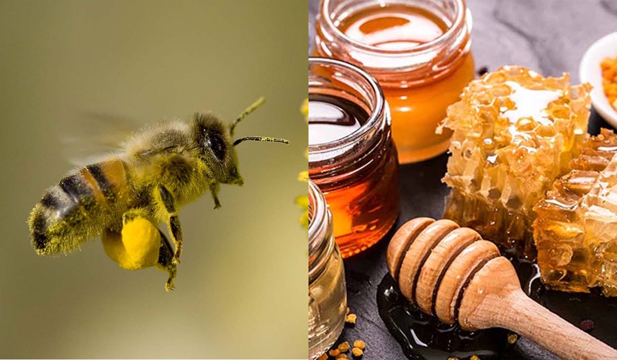 Con ong có nôn mửa bao giờ không? Mật ong được tạo ra như thế nào?