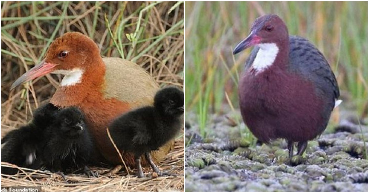 Loài chim được cho là đã tuyệt chủng từ 136.000 năm trước bất ngờ tái sinh diệu kì