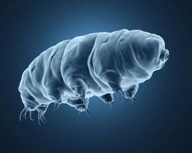 tardigrade-1569982442937482982570-1706065327.jpg